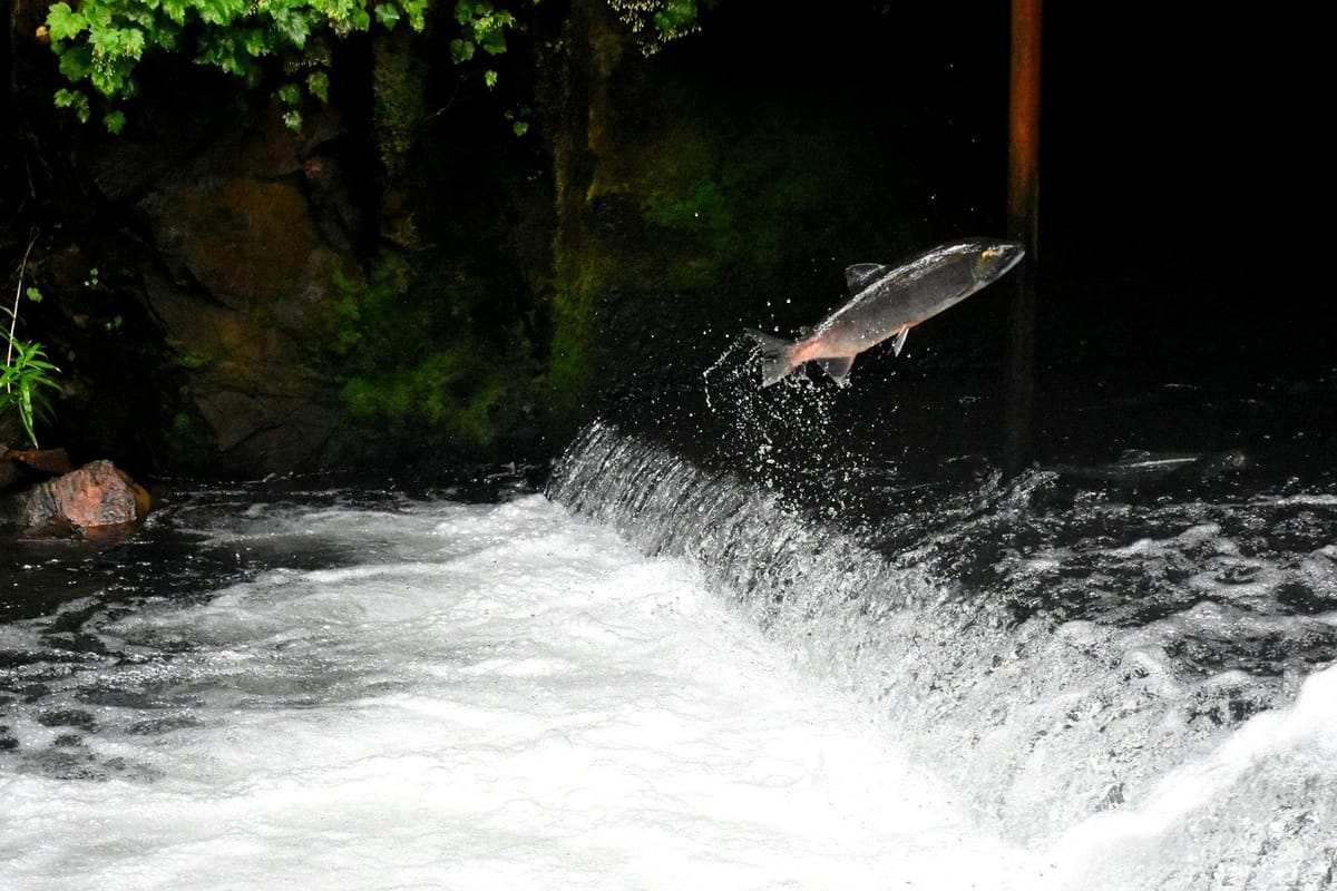 Salmon leaping over a low waterfall in a forested stream.