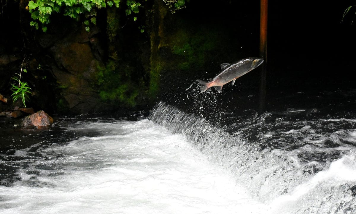 Salmon leaping over a low waterfall in a forested stream.