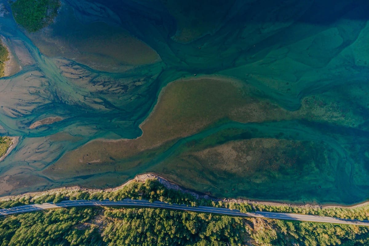 Aerial view of winding tidal channels and exposed mudflats beside a tree-lined coastal road.