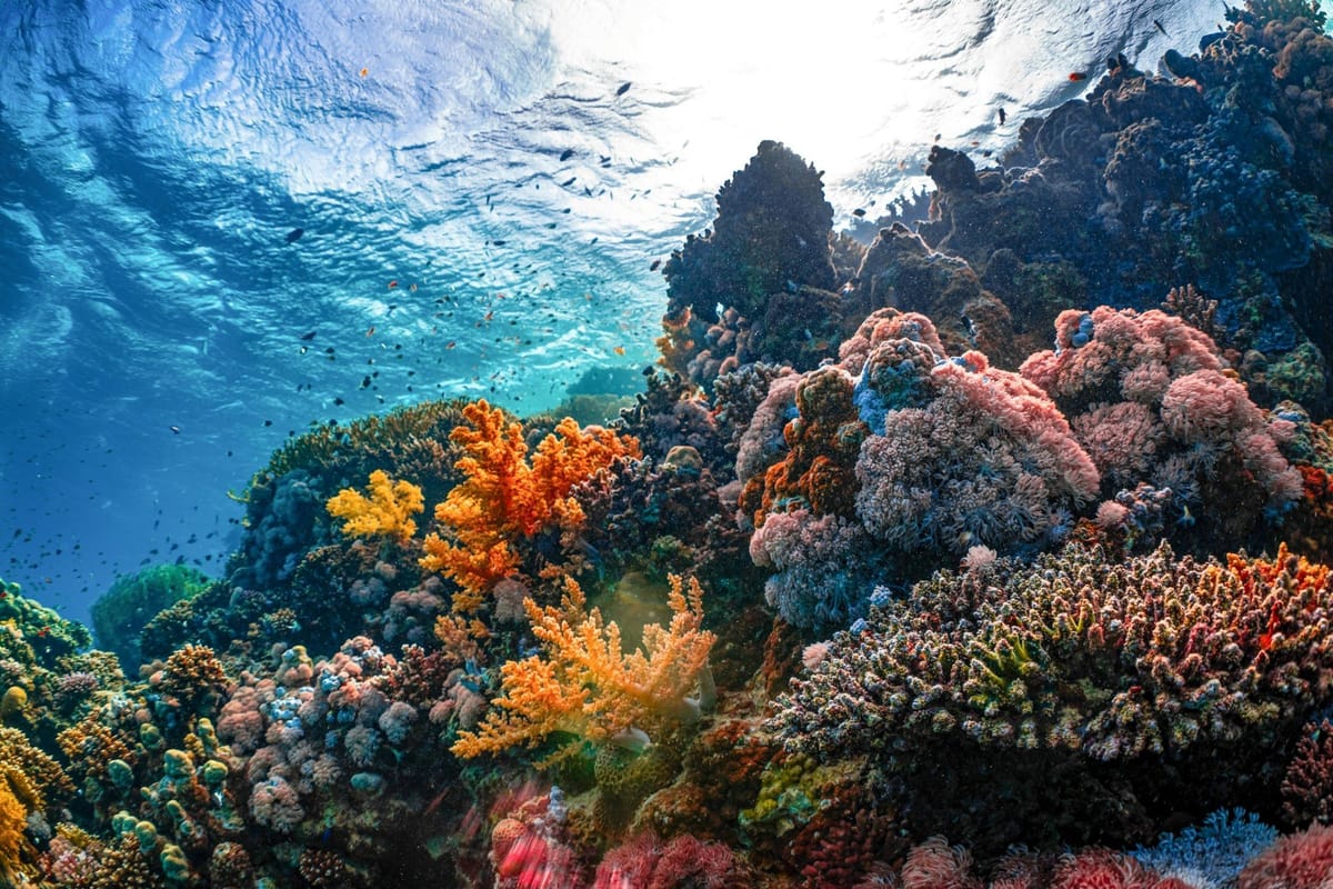 Vibrant coral reef filled with colourful hard and soft corals, with small fish swimming in sunlit tropical water.