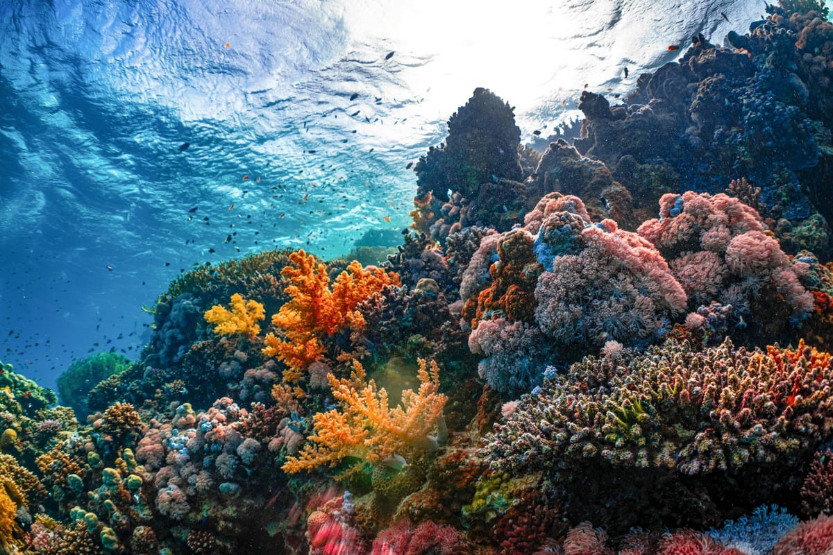 Vibrant coral reef filled with colourful hard and soft corals, with small fish swimming in sunlit tropical water.