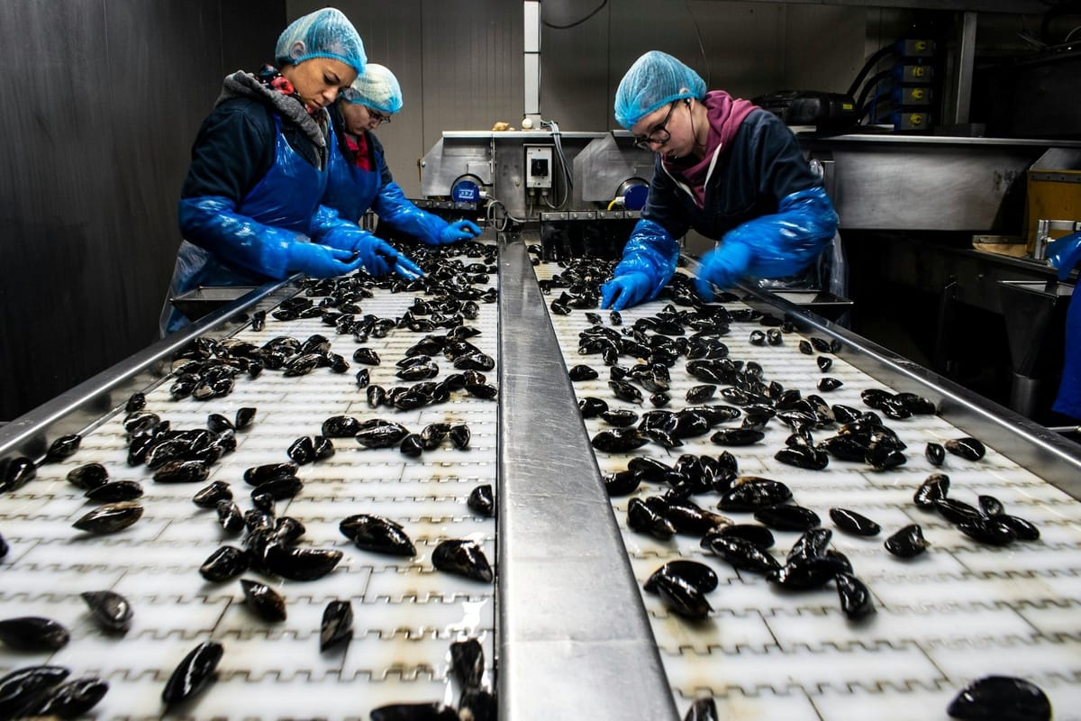 Workers in protective clothing sorting mussels on conveyor belts inside a seafood processing facility.