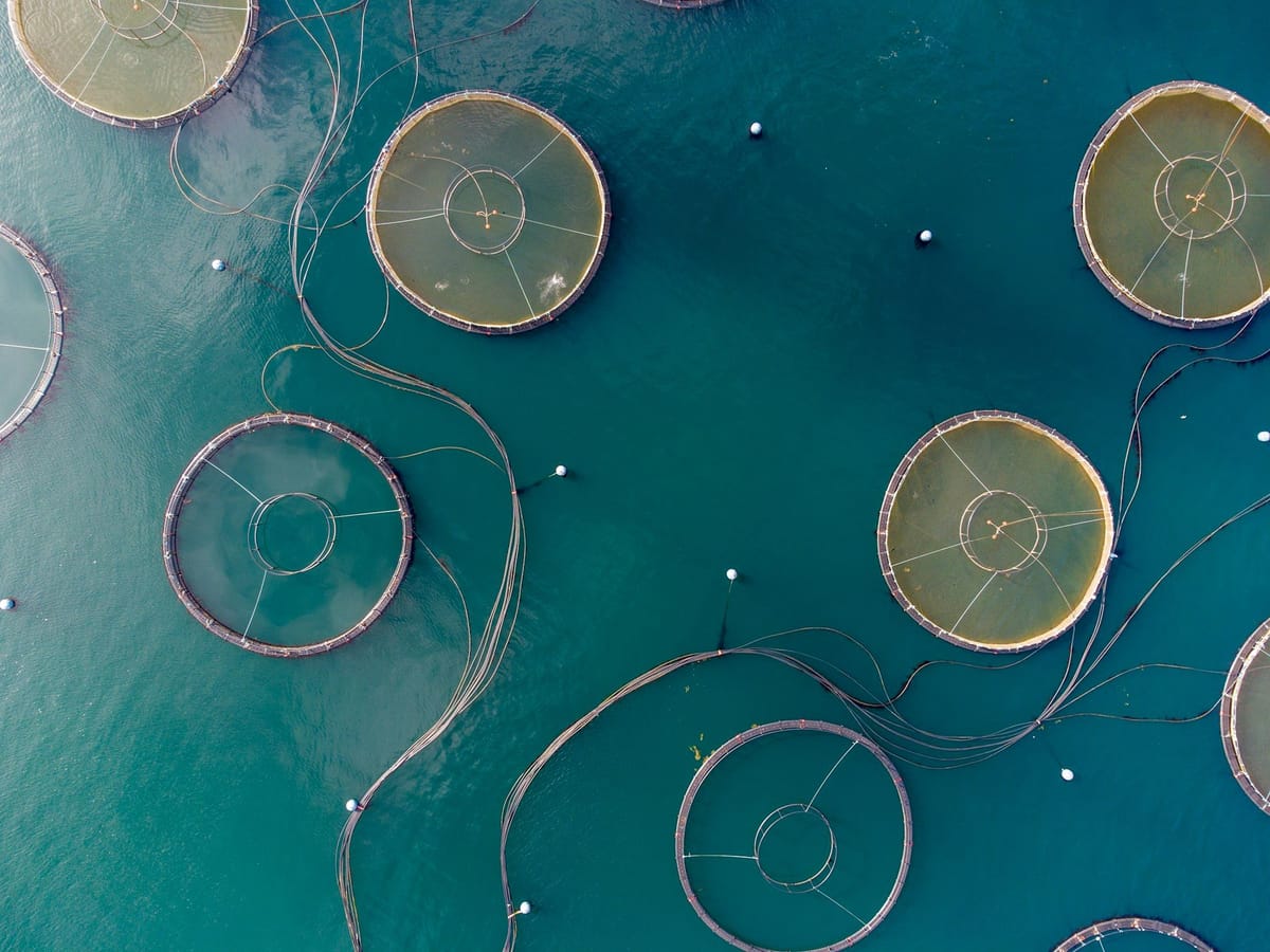 Aerial view of circular open-net fish farm pens connected by lines in deep blue coastal water.
