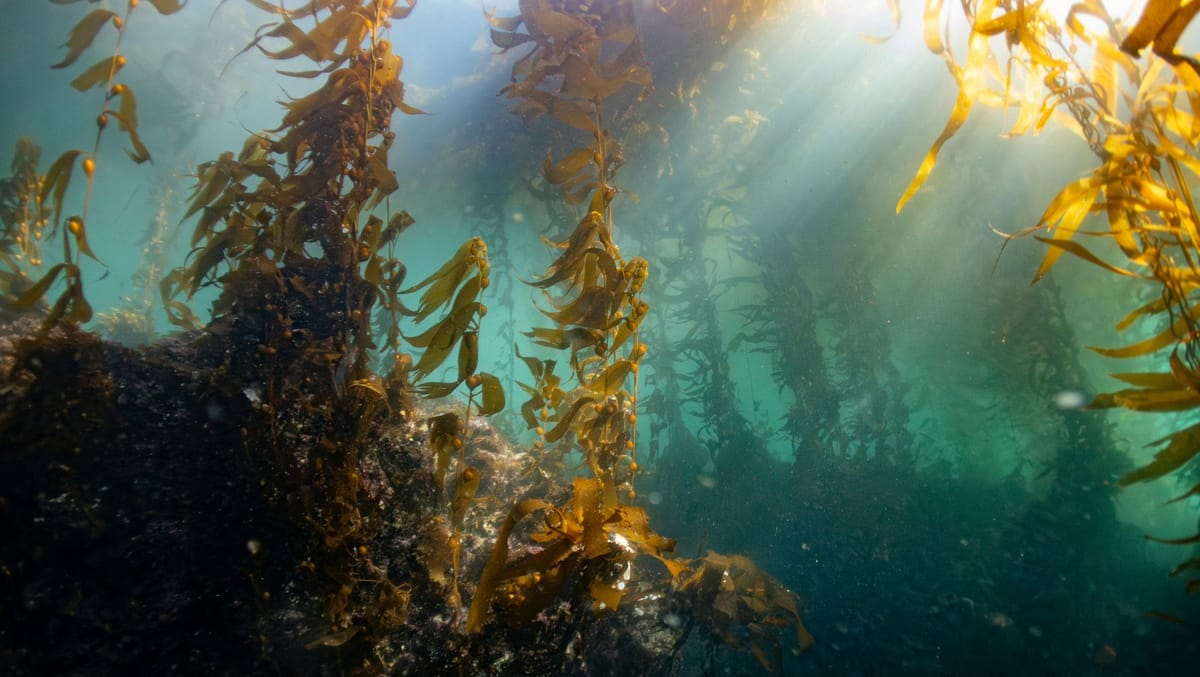 Sunlight filtering through an underwater kelp forest, with long brown fronds rising from a rocky seabed.