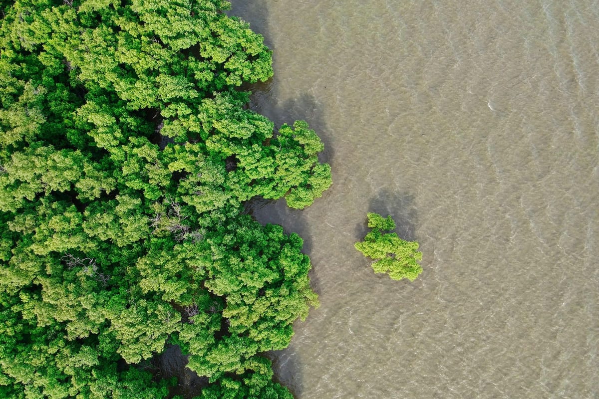 Aerial view of dense mangrove forest meeting shallow coastal water, with a lone mangrove tree standing offshore.