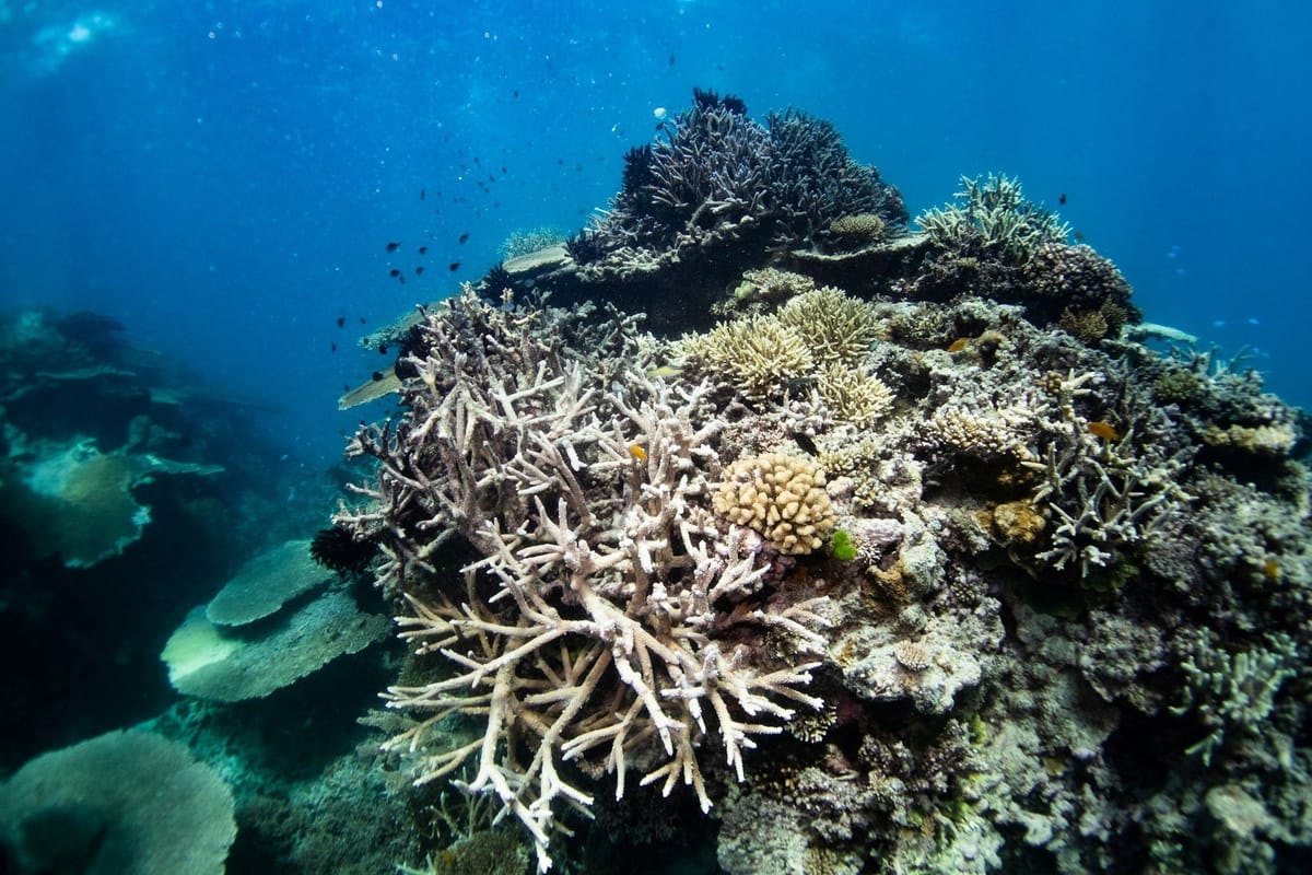 Coral reef showing widespread bleaching, with pale branching corals surrounded by darker living coral and small fish.