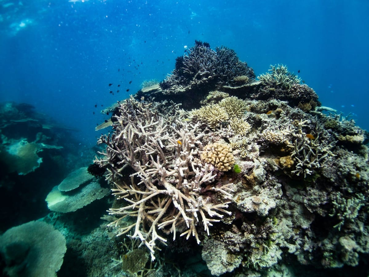 Coral reef showing widespread bleaching, with pale branching corals surrounded by darker living coral and small fish.