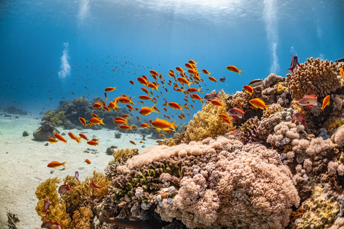 Ocean Life