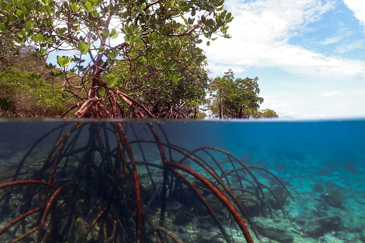 Split-level view of a mangrove forest, showing leafy branches above the water and tangled roots extending into clear coastal water below.