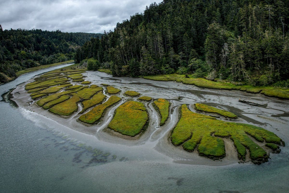 Aerial view of a tidal estuary with winding channels through green salt marsh beside dense coastal forest.