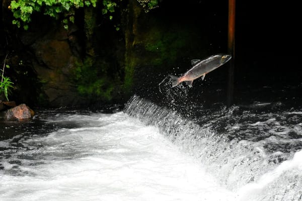 Salmon leaping over a low waterfall in a forested stream.