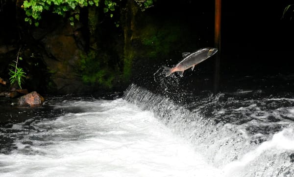 Salmon leaping over a low waterfall in a forested stream.