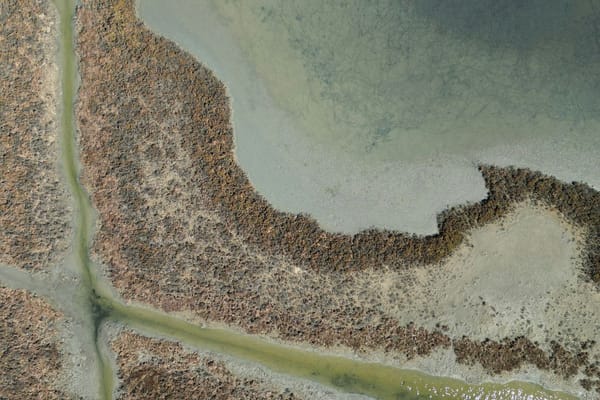 Aerial view of winding tidal channels through a coastal salt marsh at low tide.