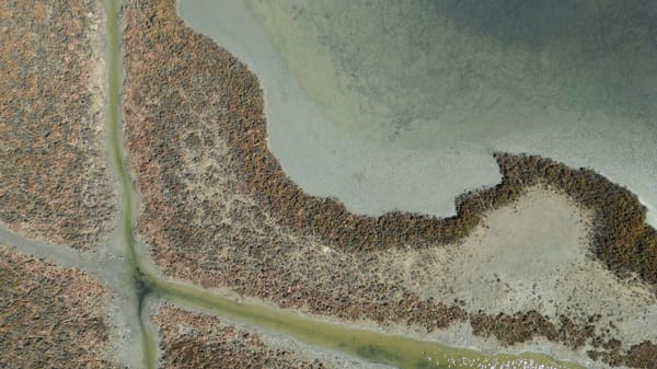Aerial view of winding tidal channels through a coastal salt marsh at low tide.
