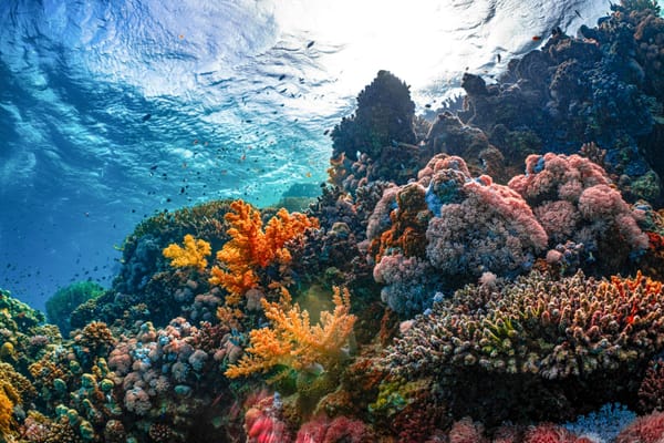 Vibrant coral reef filled with colourful hard and soft corals, with small fish swimming in sunlit tropical water.