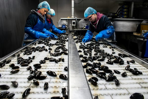 Workers in protective clothing sorting mussels on conveyor belts inside a seafood processing facility.