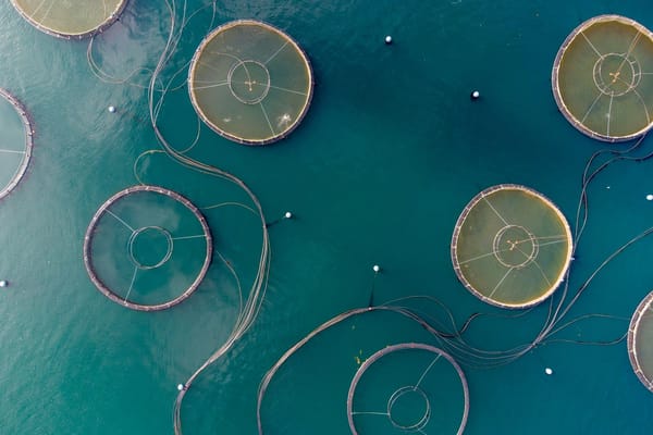 Aerial view of circular open-net fish farm pens connected by lines in deep blue coastal water.