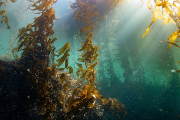 Sunlight filtering through an underwater kelp forest, with long brown fronds rising from a rocky seabed.