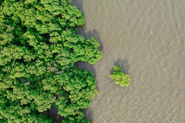 Aerial view of dense mangrove forest meeting shallow coastal water, with a lone mangrove tree standing offshore.