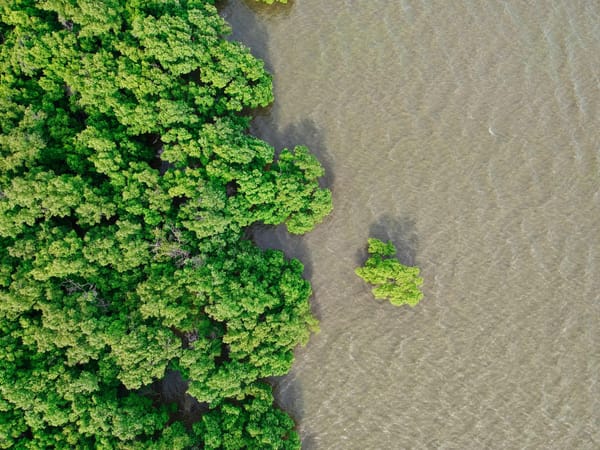 Aerial view of dense mangrove forest meeting shallow coastal water, with a lone mangrove tree standing offshore.