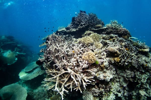 Coral reef showing widespread bleaching, with pale branching corals surrounded by darker living coral and small fish.