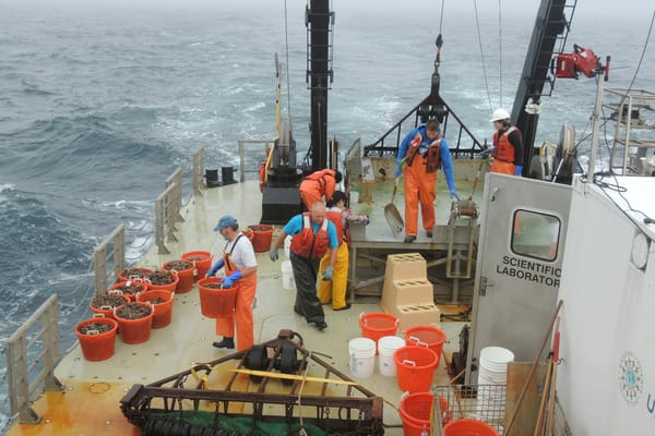 Crew in survival suits sorting a scallop dredge catch into baskets on the deck of a research vessel in grey open water.