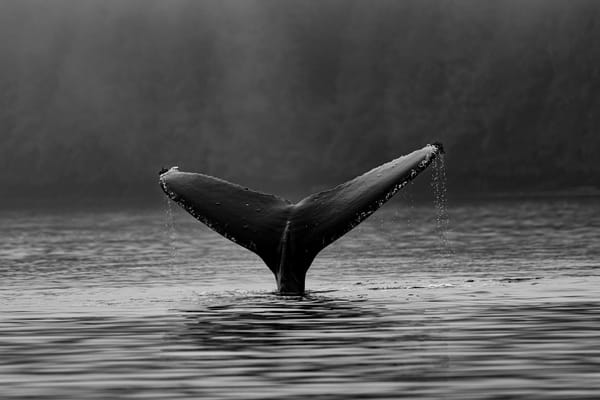 Black-and-white view of a whale’s tail rising above the ocean, with water streaming from the flukes.