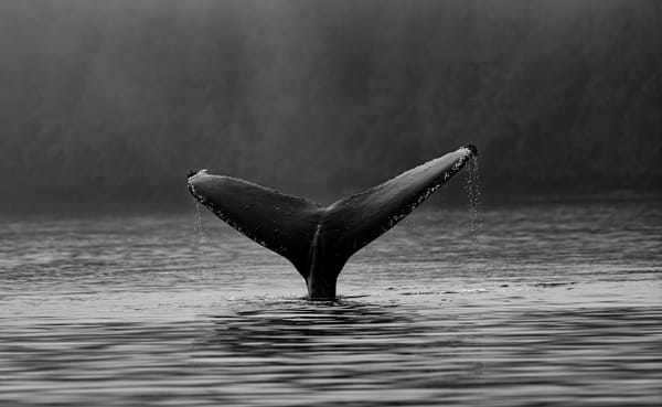 Black-and-white view of a whale’s tail rising above the ocean, with water streaming from the flukes.