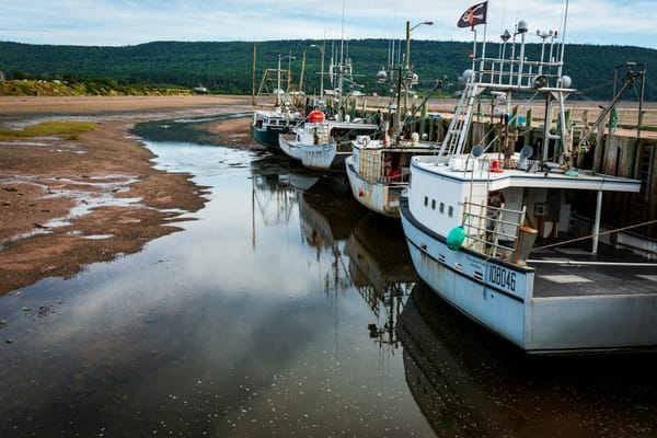 Fishing boats moored along a tidal harbour at low tide, with a forested shoreline in the distance.