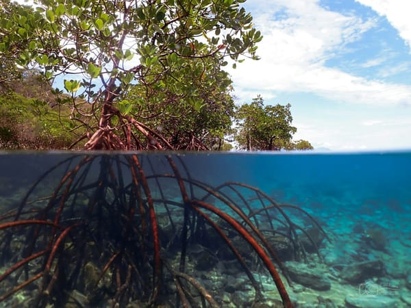 Split-level view of a mangrove forest, showing leafy branches above the water and tangled roots extending into clear coastal water below.