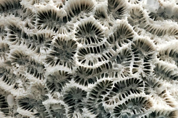 Close-up of the pale, exposed skeletal structure of a dead coral colony.