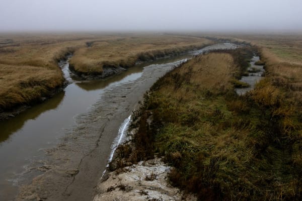 Winding tidal channels cutting through a fog-covered coastal salt marsh.