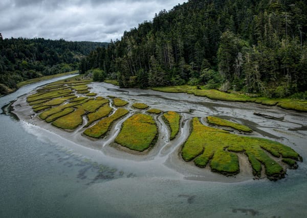 Aerial view of a tidal estuary with winding channels through green salt marsh beside dense coastal forest.