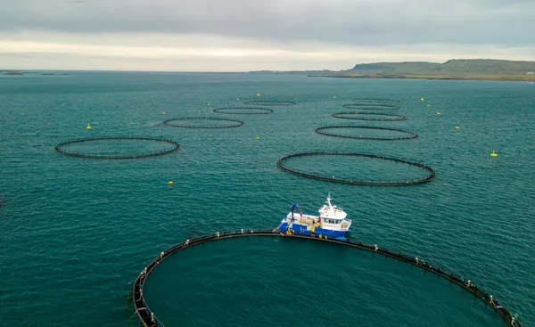 Circular open-net fish farm pens across coastal waters, with a workboat alongside the nearest enclosure.