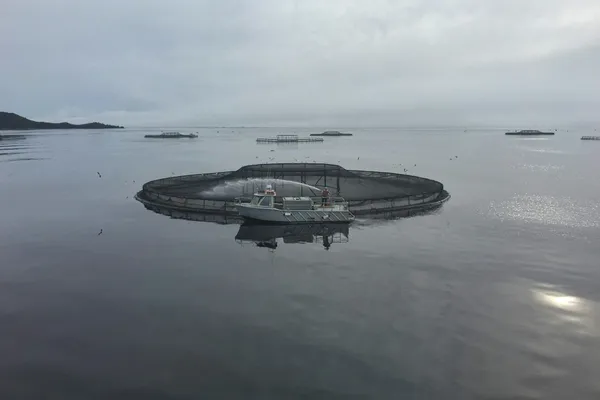 Circular open-net fish farm pen with a workboat on calm coastal waters beneath an overcast sky.