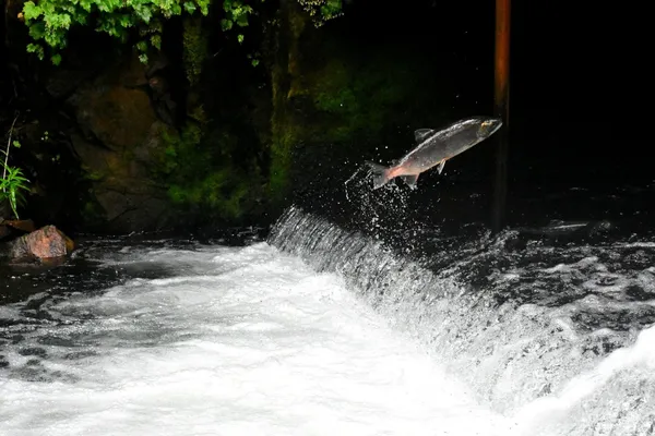 Salmon leaping over a low waterfall in a forested stream.
