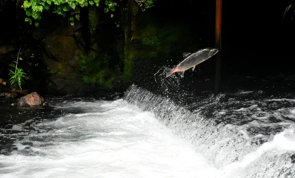 Salmon leaping over a low waterfall in a forested stream.