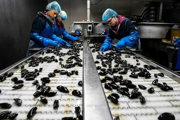 Workers in protective clothing sorting mussels on conveyor belts inside a seafood processing facility.