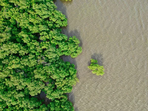 Aerial view of dense mangrove forest meeting shallow coastal water, with a lone mangrove tree standing offshore.