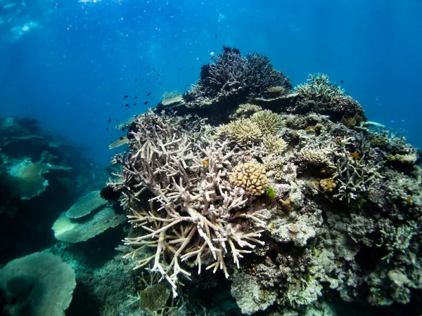 Coral reef showing widespread bleaching, with pale branching corals surrounded by darker living coral and small fish.