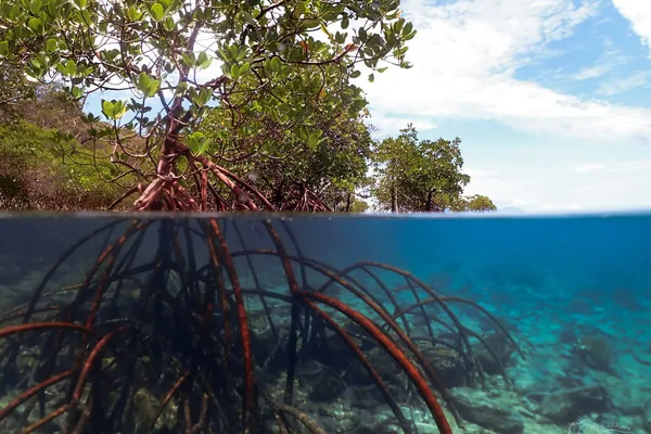Split-level view of a mangrove forest, showing leafy branches above the water and tangled roots extending into clear coastal water below.