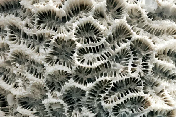 Close-up of the pale, exposed skeletal structure of a dead coral colony.