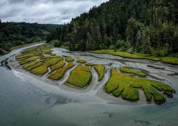 Aerial view of a tidal estuary with winding channels through green salt marsh beside dense coastal forest.